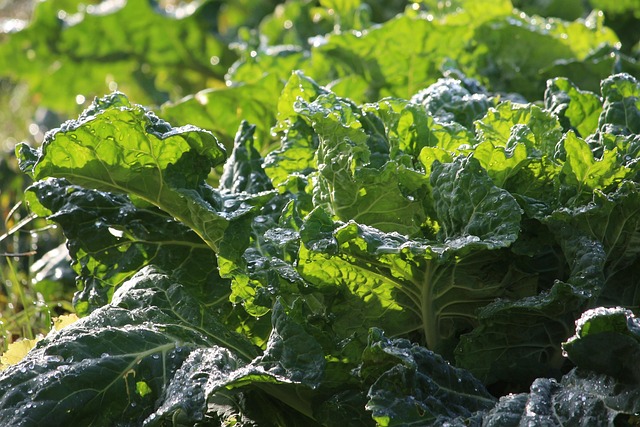 collard greens, leafy greens, veg, veggies, nutrition, agriculture, garden, greens, vegetarian, food, healthy, vegetable, organic, leafy, collard greens, collard greens, collard greens, collard greens, collard greens